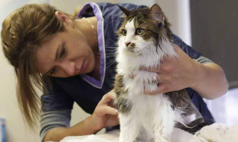 vie pratique à Bergerac - catégorie animaux