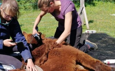 Tondeur d’Alpagas et de Lamas, un métier essentiel