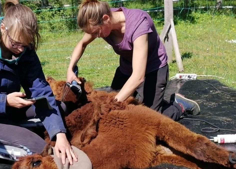 Tondeur d’Alpagas et de Lamas, un métier essentiel