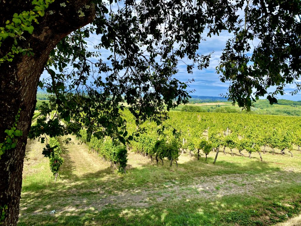 DOMAINE DU HAUT MONTLONG
