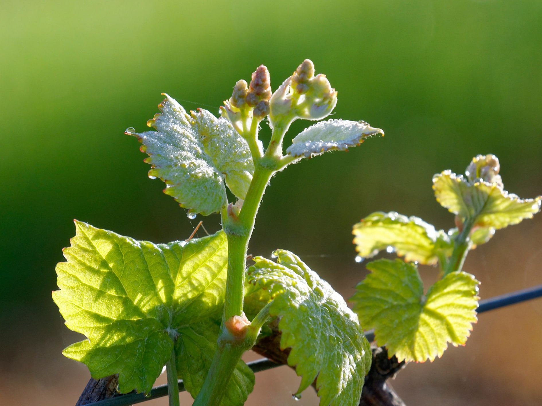 Best of Bergerac Domaine du Siorac