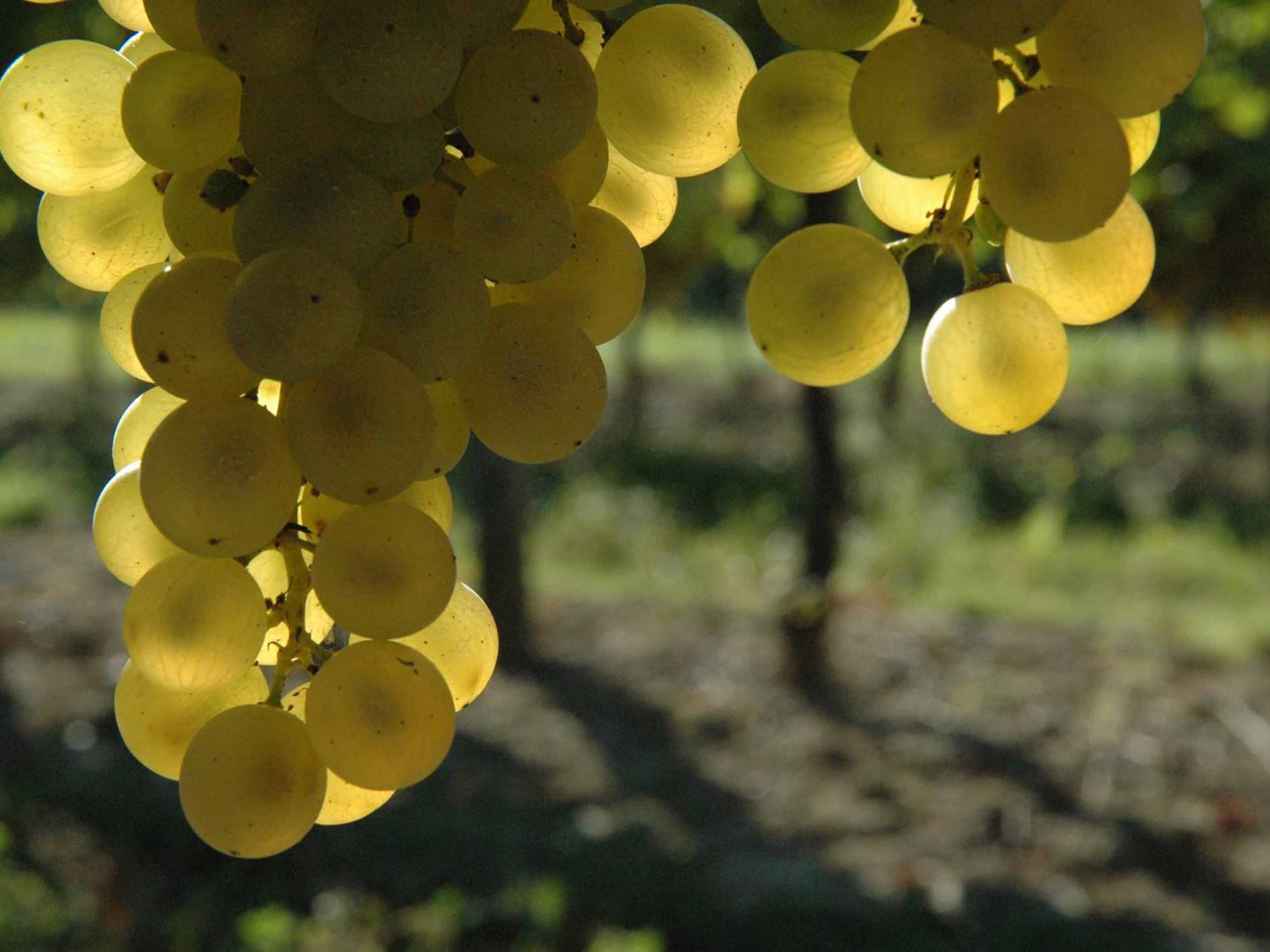 Best of Bergerac Domaine du Siorac