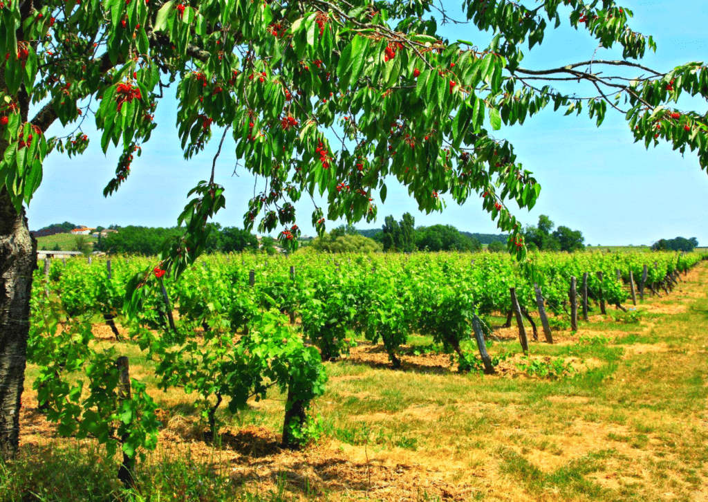 Domaine de Grange Neuve